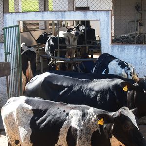 Zootecnia - bovino leite